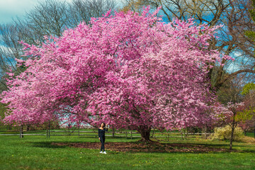 blooming cherry tree