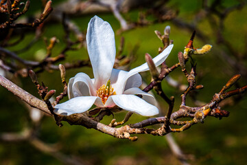 magnolia