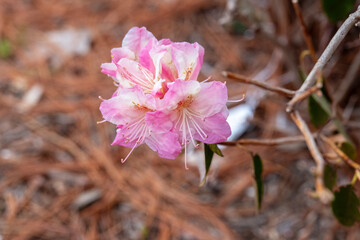 pink and white flowers