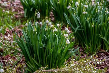 spring flowers in grass