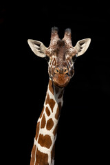 Obraz premium baby giraffe isolated on black