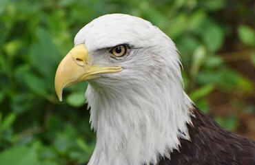 A Bald Eagle (Haliaeetus leucocephalus) in a green forest.