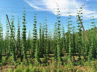 green fresh hop cones plantation at harvest time for making beer