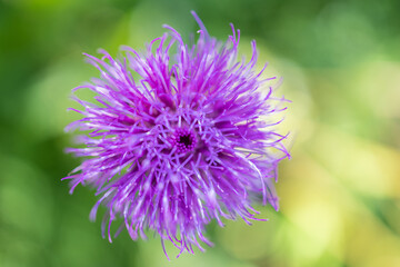 Closeup of purple flower on green background