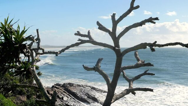 Surfers in the waves behind pandanus tree.