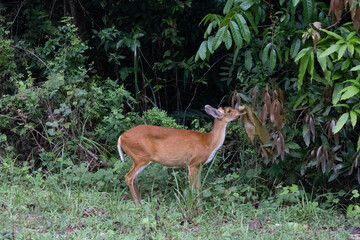 Deer eating young leaves in Khao Yai National Park