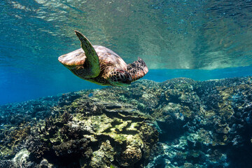 Green sea turtle swimming over tropical reef