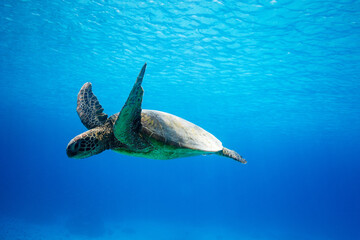 Green sea turtle swimming below the surface in turquoise ocean
