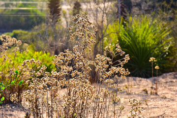 
Dried flowers due to drought, Chile