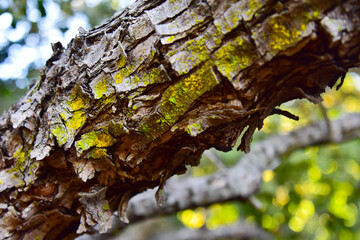 Obraz premium Detail of bark of a tree, chile