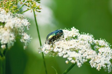A Detailed Close-Up Shot Capturing the Beauty of a Vibrant Green Beetle Resting Peacefully on Delicate White Blossoms, Showcasing the Intricate Wonders of the Lush Natural World