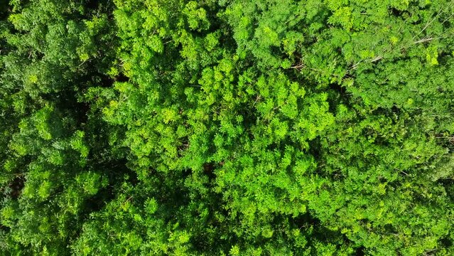 Top view Mangrove forest and river landscape at Thapom Klong Song Nam, Krabi Thailand, Beautiful root in mangrove forest with crystal clear water in small canal,High angle view