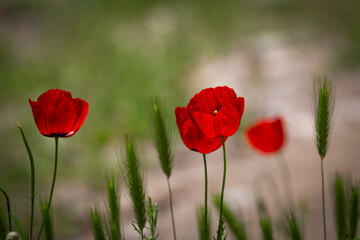 Red poppies on a green meadow in the spring.	