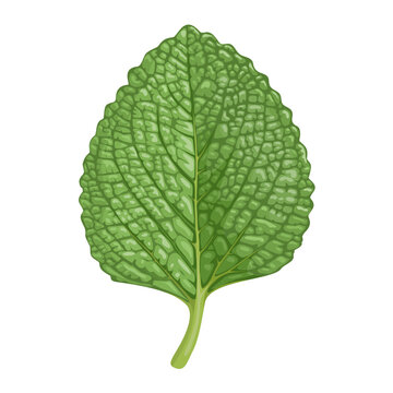 Vector illustration, Indian Borage or Mexican mint, scientific name Coleus amboinicus, isolated on white background.