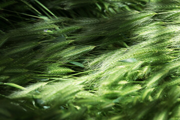 Texture of green wheat bushes shining in the sunlight in fine details.