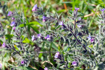 Flowering alkanet or dyers' bugloss (lat.- alcanna tinctoria tausch)