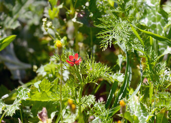 Small-fruit pheasant's-eye or red chamomile (lat.- adonis microcarpa)