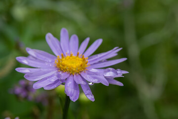 Fototapeta premium 雨上がりの紫色のキク 