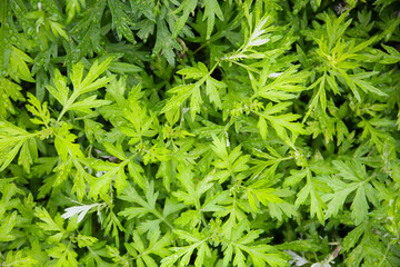 botanical background of mugwort plant