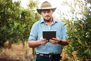 Vineyard, farmer and man with tablet, inspection and check quality of harvest, sustainability and...