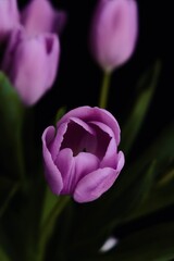 Close up of a Dark Purple Tulip over a Dark Background