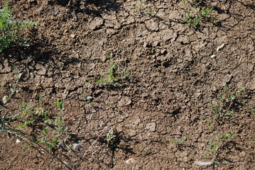 Cracked earth under the sun. Under the bright rays of the southern sun, earth dried out and cracked. Cracks of various shapes and sizes are visible on its surface. Rare green grass grows on the ground