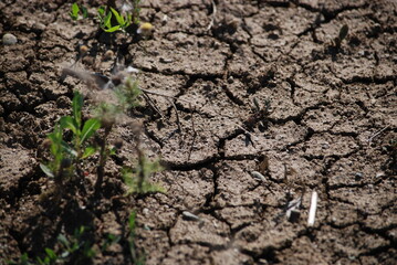 Cracked earth under the sun. Under the bright rays of the southern sun, earth dried out and cracked. Cracks of various shapes and sizes are visible on its surface. Rare green grass grows on the ground
