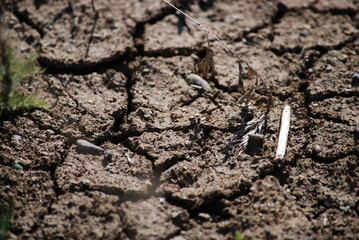 Cracked earth under the sun. Under the bright rays of the southern sun, earth dried out and cracked. Cracks of various shapes and sizes are visible on its surface. Rare green grass grows on the ground