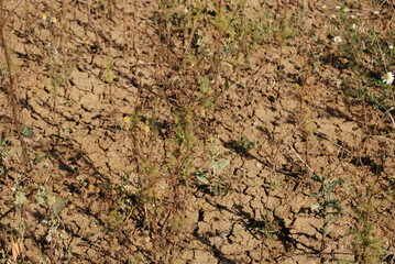 Cracked earth under the sun. Under the bright rays of the southern sun, earth dried out and cracked. Cracks of various shapes and sizes are visible on its surface. Rare green grass grows on the ground