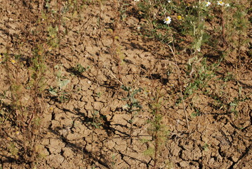Cracked earth under the sun. Under the bright rays of the southern sun, earth dried out and cracked. Cracks of various shapes and sizes are visible on its surface. Rare green grass grows on the ground
