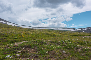 Dramatic alpine landscape with flowering grassy slope against mountain range with snow cornice...