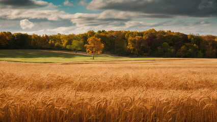 Fototapeta premium Golden wheat fields in Autumn Farm with colorful trees in the background