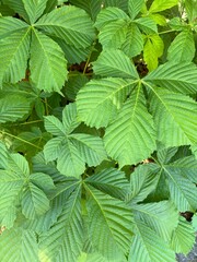 green leaf on a branch