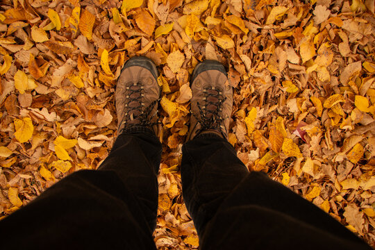 Standing in the fallen autumn leaves - Bright, Austraia