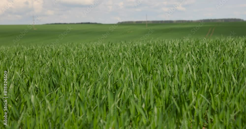 Wall mural green wheat in the spring season, green wheat grass in the spring in the field