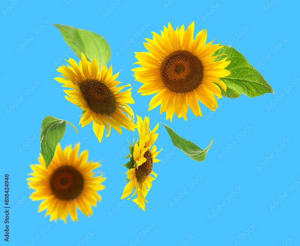 Poster Bright sunflowers in air on light blue background