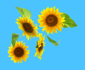 Bright sunflowers in air on light blue background