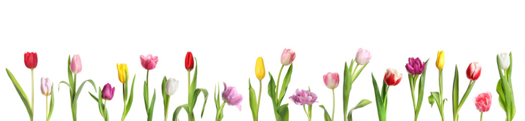Beautiful colorful tulips isolated on white, set