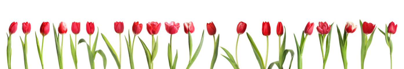 Beautiful red tulips isolated on white, set