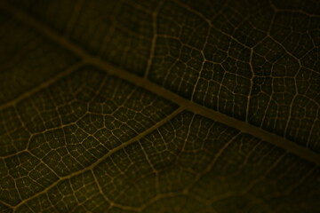 close up of a leaf