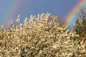 Crown of flowering fruit tree against the backdrop of a rainbow in early spring with selective...