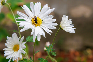 A white flower with a yellow center is being pollinated by a bee