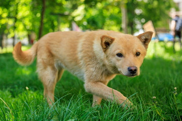 A dog is standing in a grassy field and looking at the camera