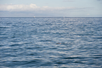 Man snorkeling in the Pacific Ocean off Maui, Hawaii, tropical vacation paradise
