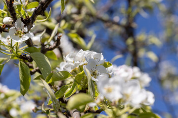 cherry blossoms in the orchard