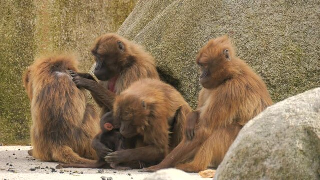 Red monkey family. A small baby monkey near the mother monkey sitting on the stones slow motion.