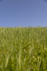 green grass growing on a hill in spring