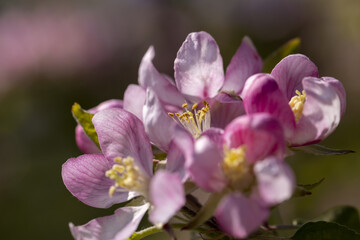 Beautiful pink apple blossoms on a blue sky background