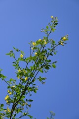 Jasminum humile (Yellow jasmine) flowers. Oleaceae evergreen shrub native to the Himalayas. Blooms five-lobed, funnel-shaped yellow flowers from May to July.