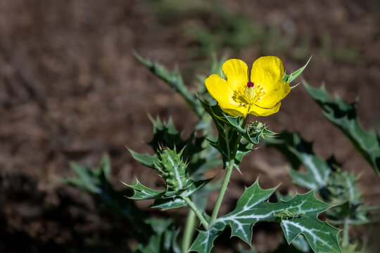 Yellow flower of Mexican Prickly Poppy blooming in a dry arid location on Maui, Hawaii
